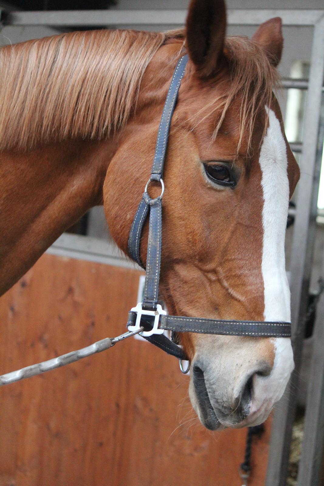 Anden særlig race Amigo billede 20