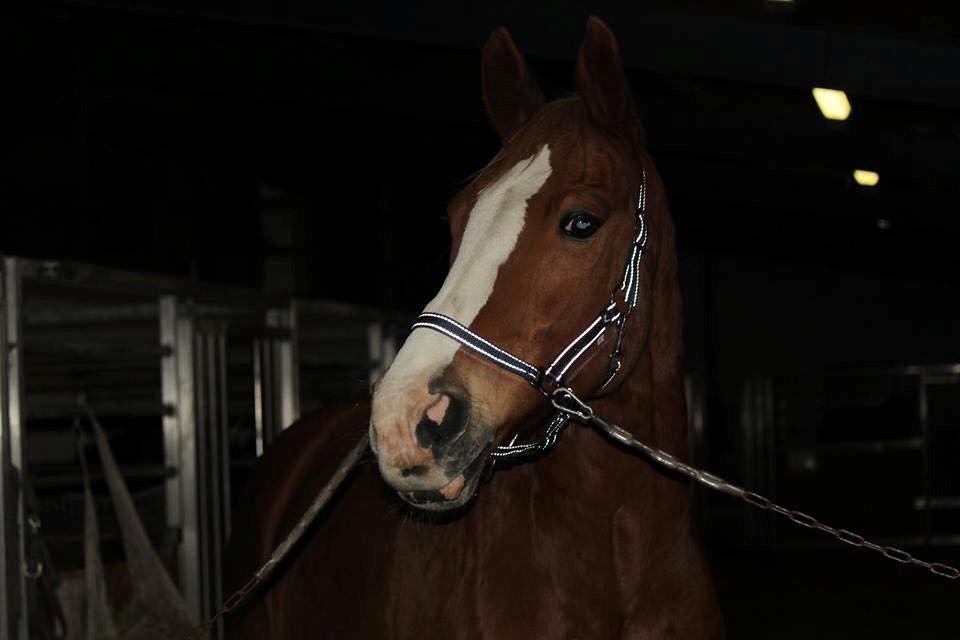 Anden særlig race Amigo billede 6