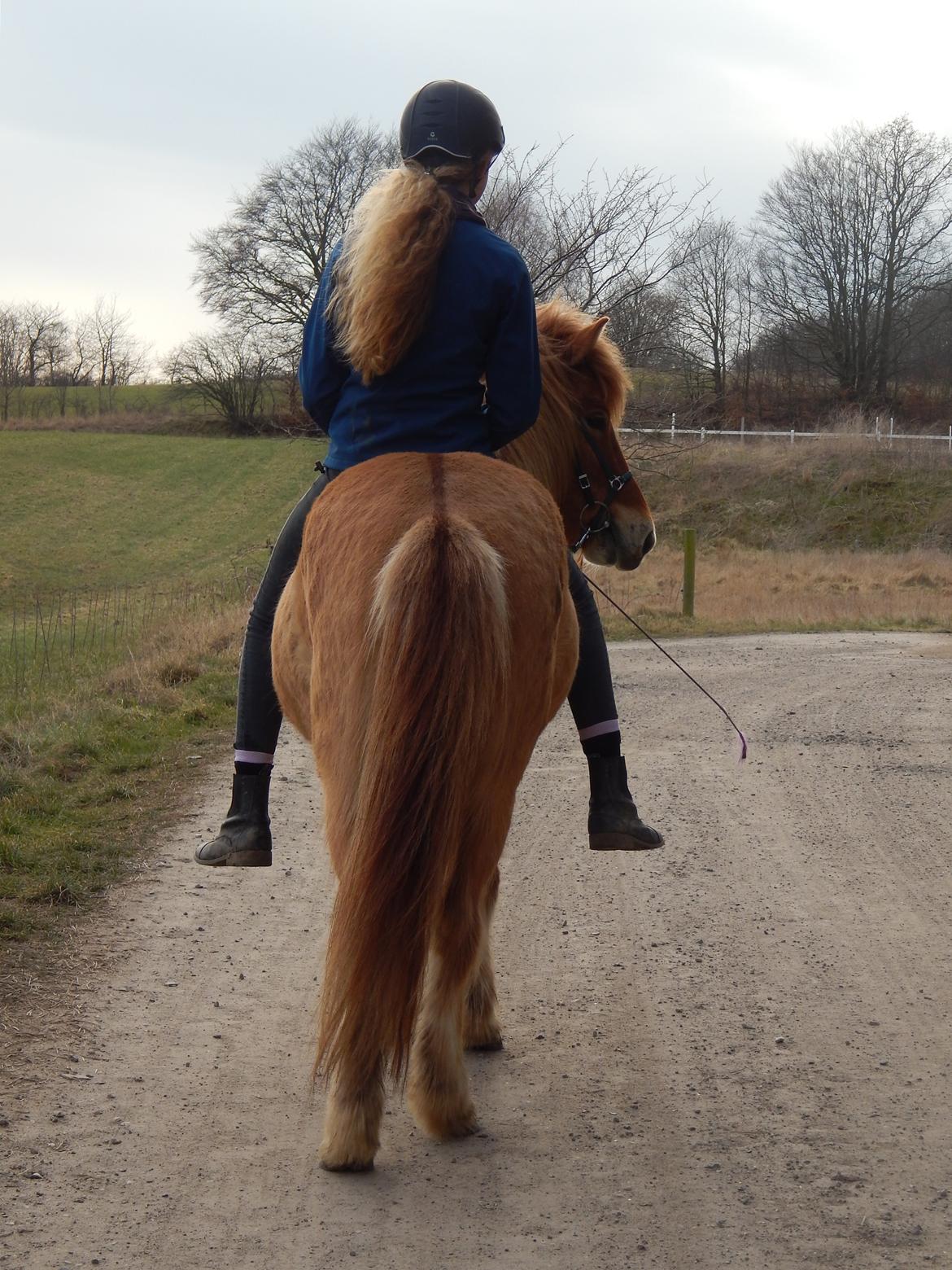 Islænder Gumi fra Faksemosen billede 13