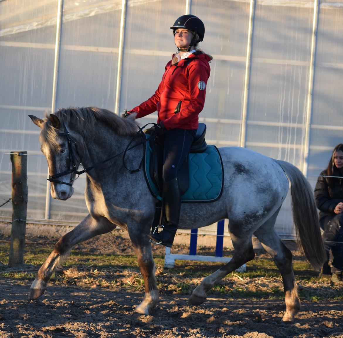 Anden særlig race Victor Gammelby - Første møde med Victor billede 5