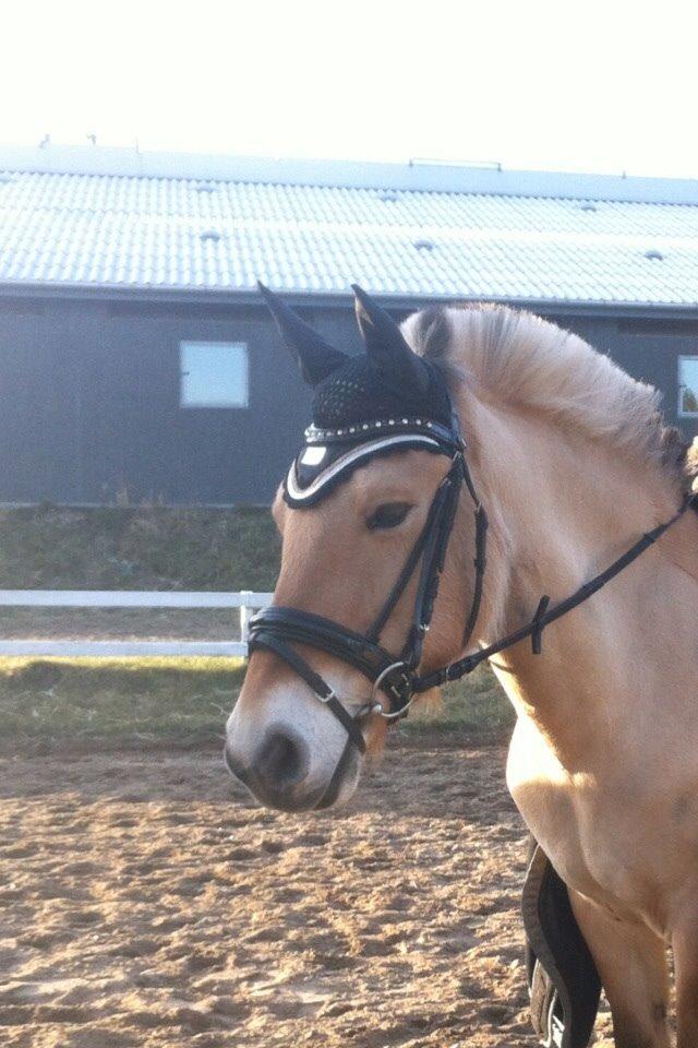 Fjordhest Julie (halvpart) billede 19