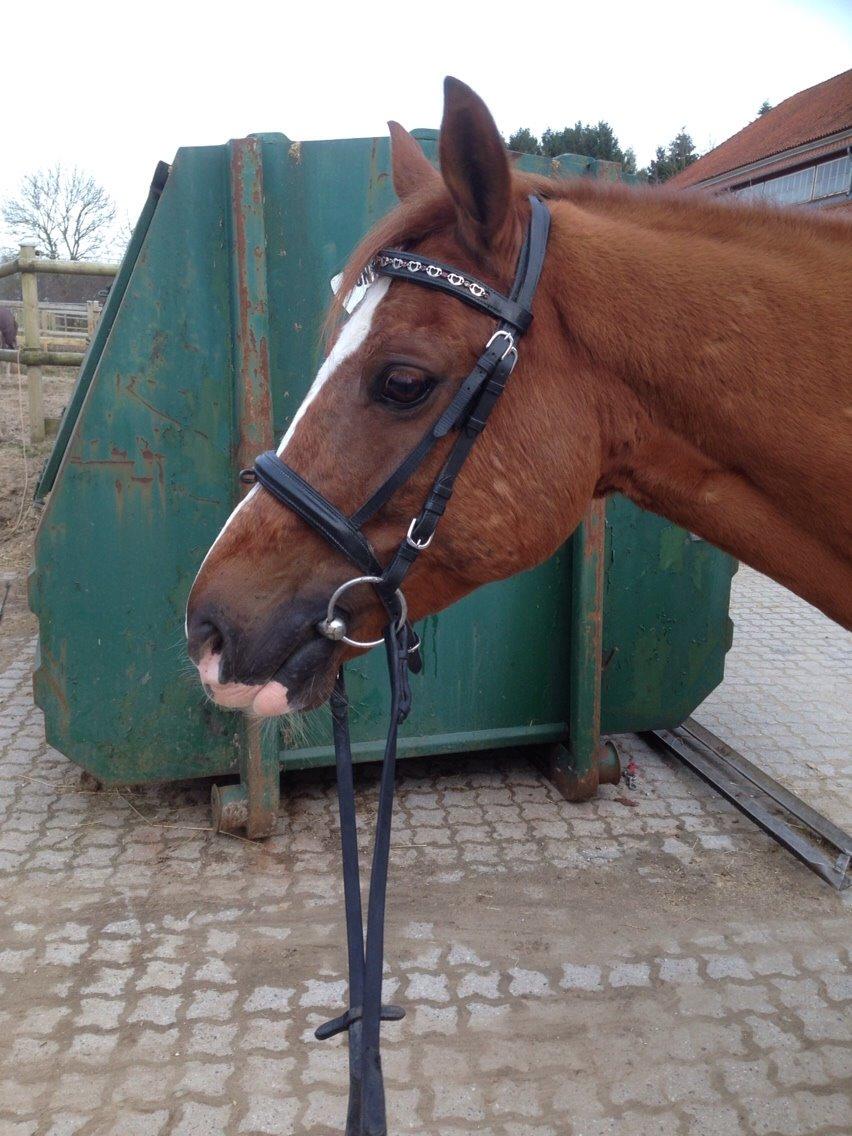 Tysk Sportspony Verdi billede 2