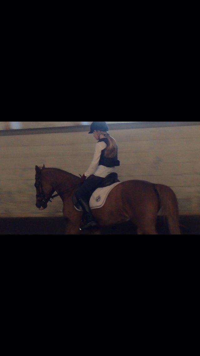 Tysk Sportspony Verdi billede 3