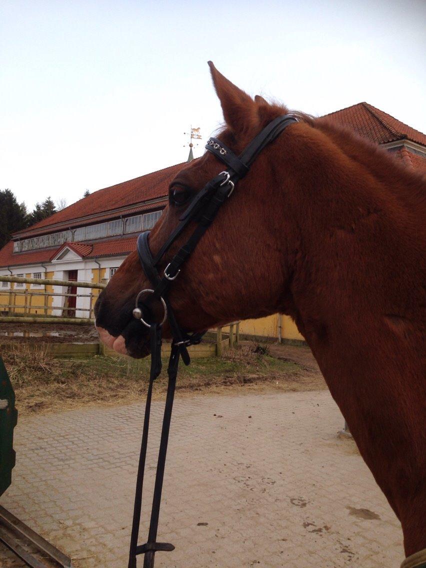 Tysk Sportspony Verdi billede 1