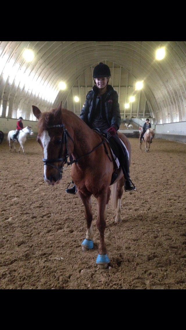 Tysk Sportspony Verdi billede 5