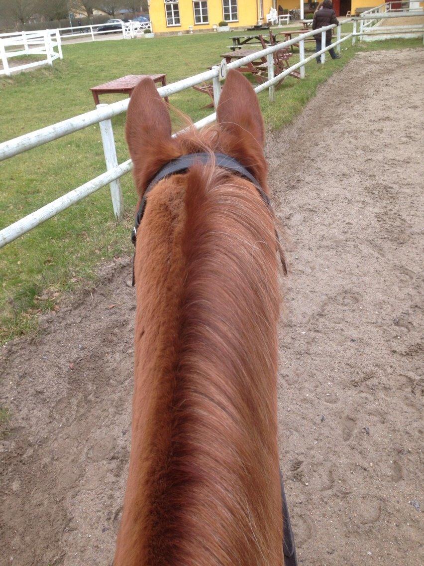 Tysk Sportspony Verdi billede 4