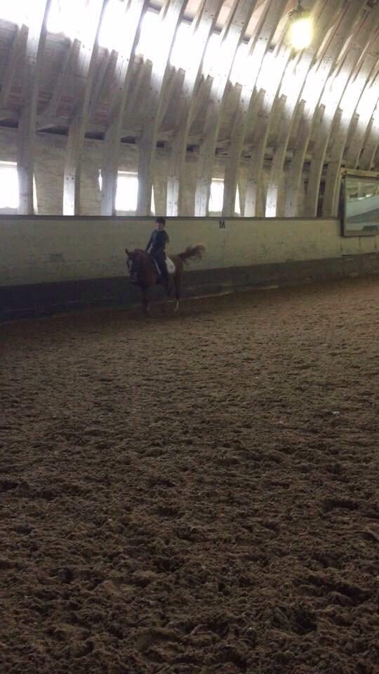 Tysk Sportspony Verdi billede 6