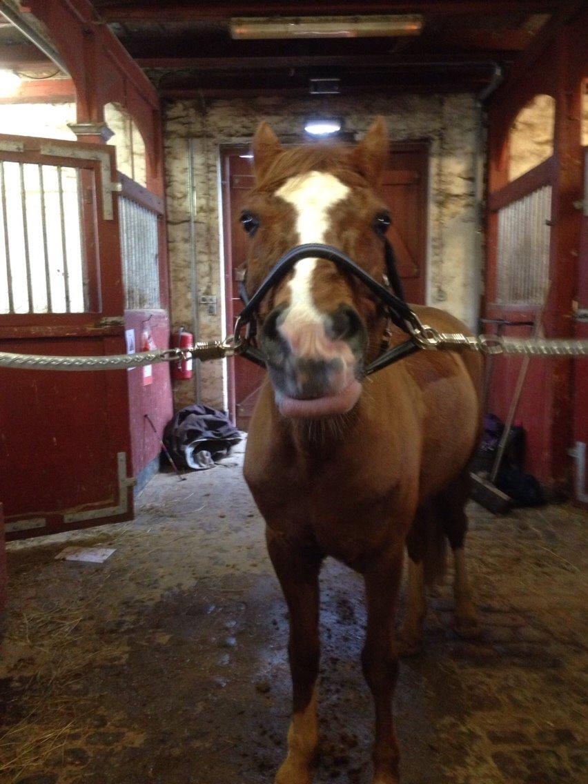 Tysk Sportspony Verdi billede 7