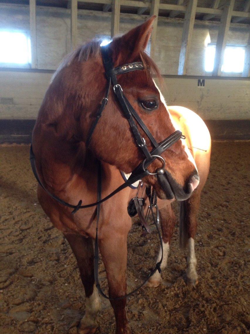 Tysk Sportspony Verdi billede 8