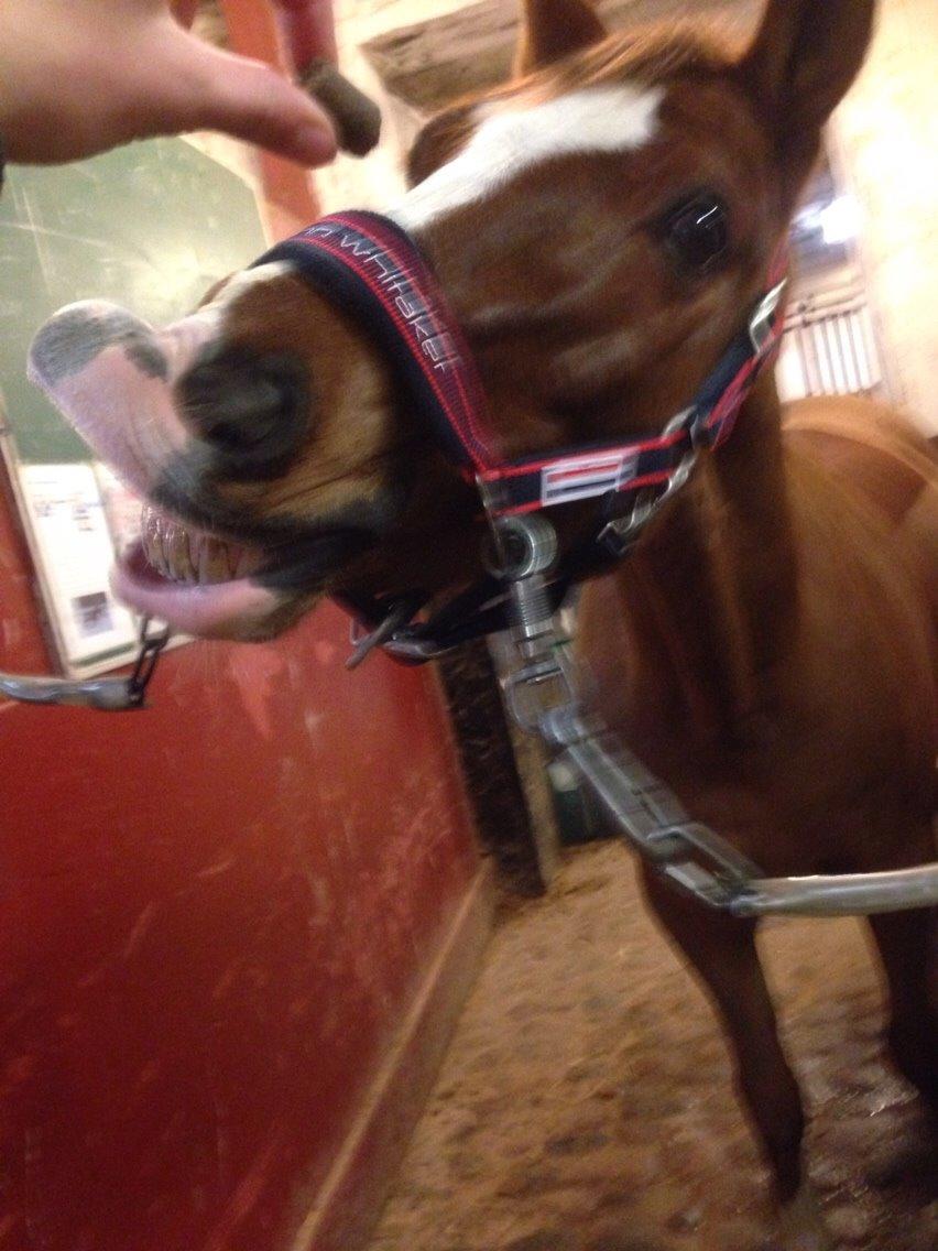 Tysk Sportspony Verdi billede 9