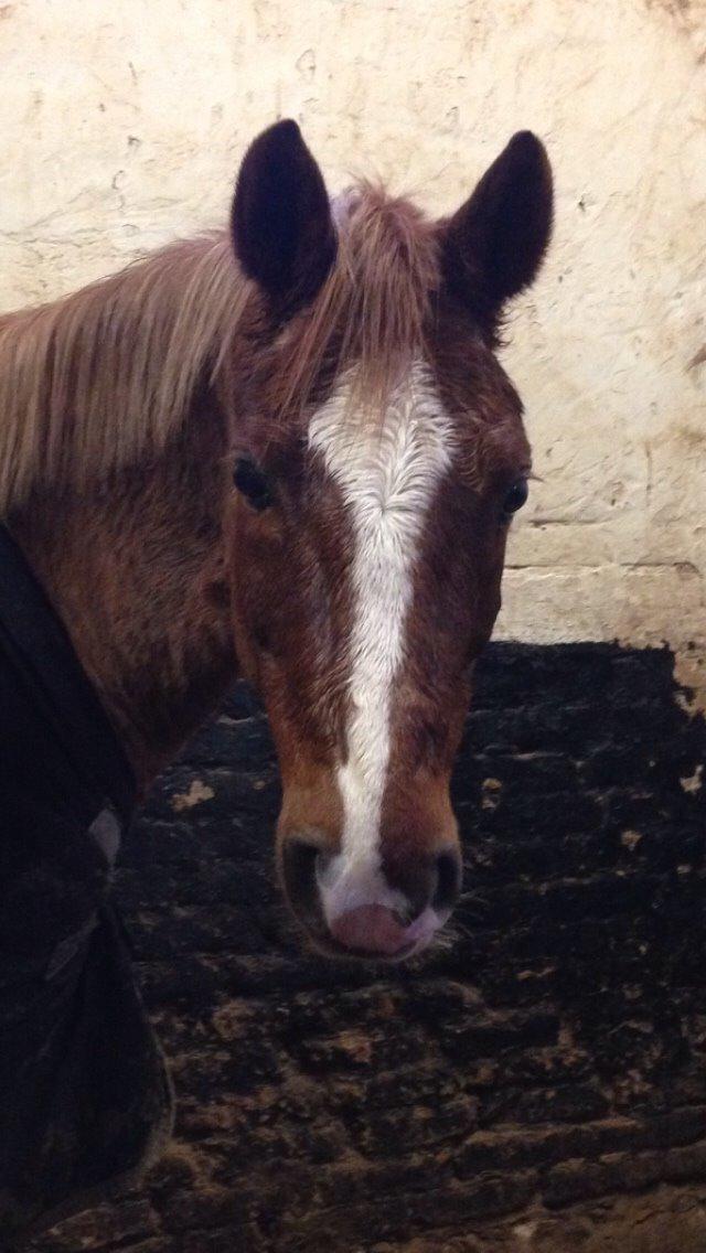 Tysk Sportspony Verdi billede 10