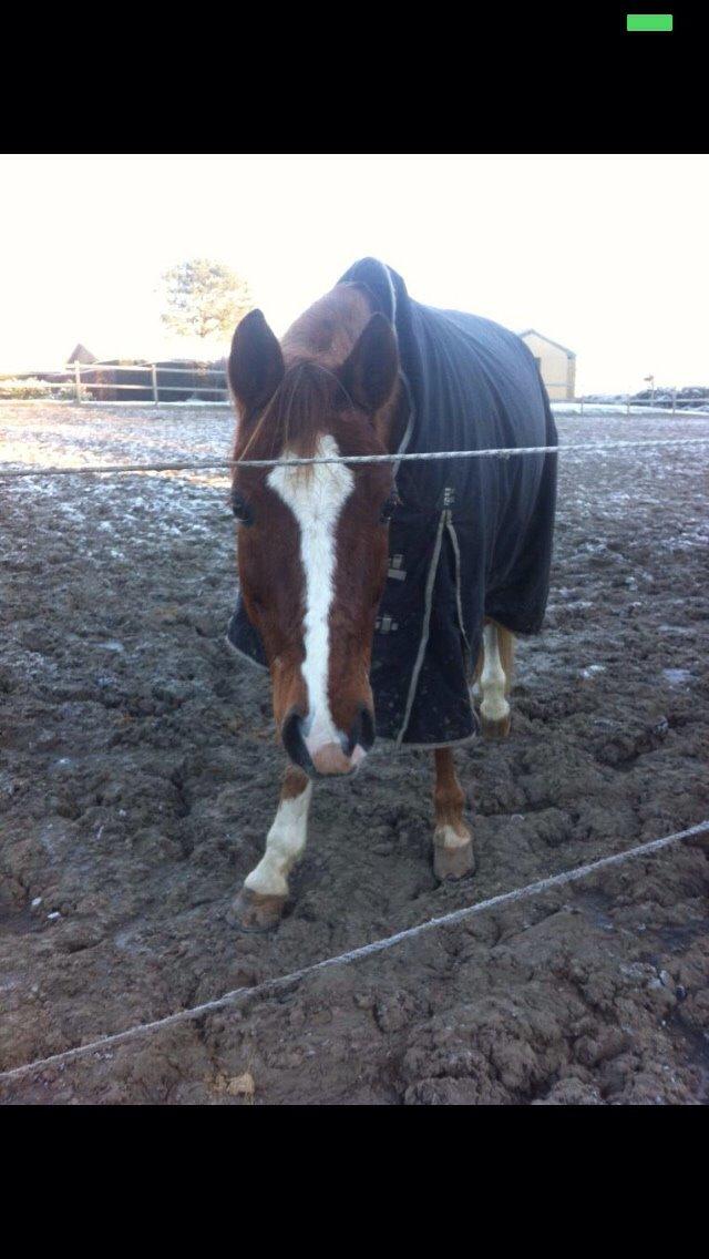 Tysk Sportspony Verdi billede 11