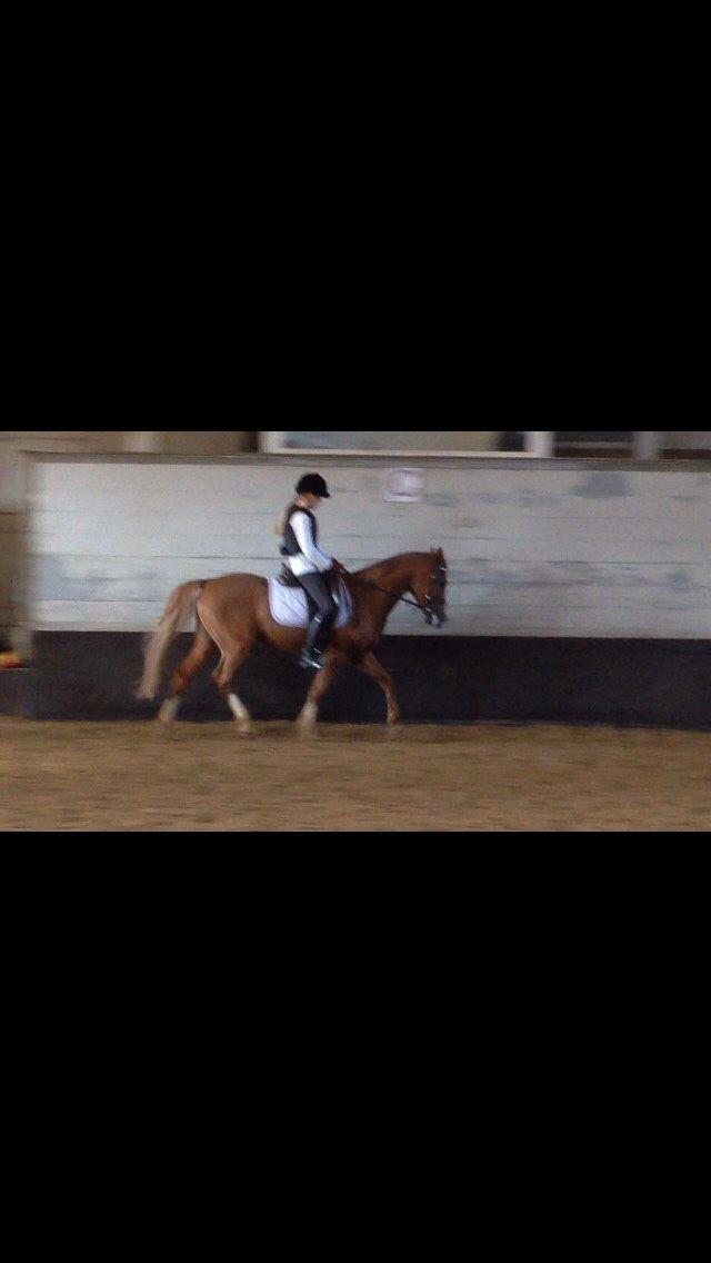 Tysk Sportspony Verdi billede 13