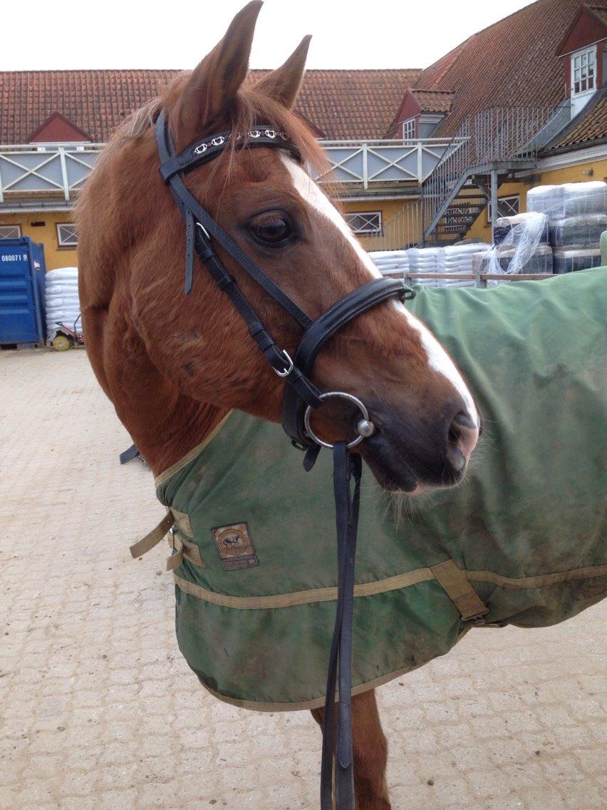 Tysk Sportspony Verdi billede 12