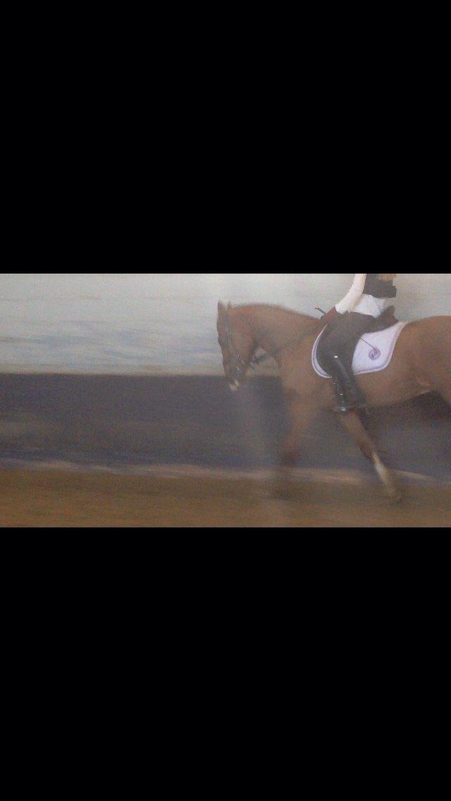 Tysk Sportspony Verdi billede 15