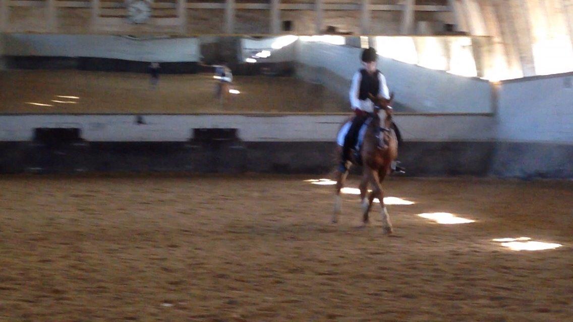 Tysk Sportspony Verdi billede 14