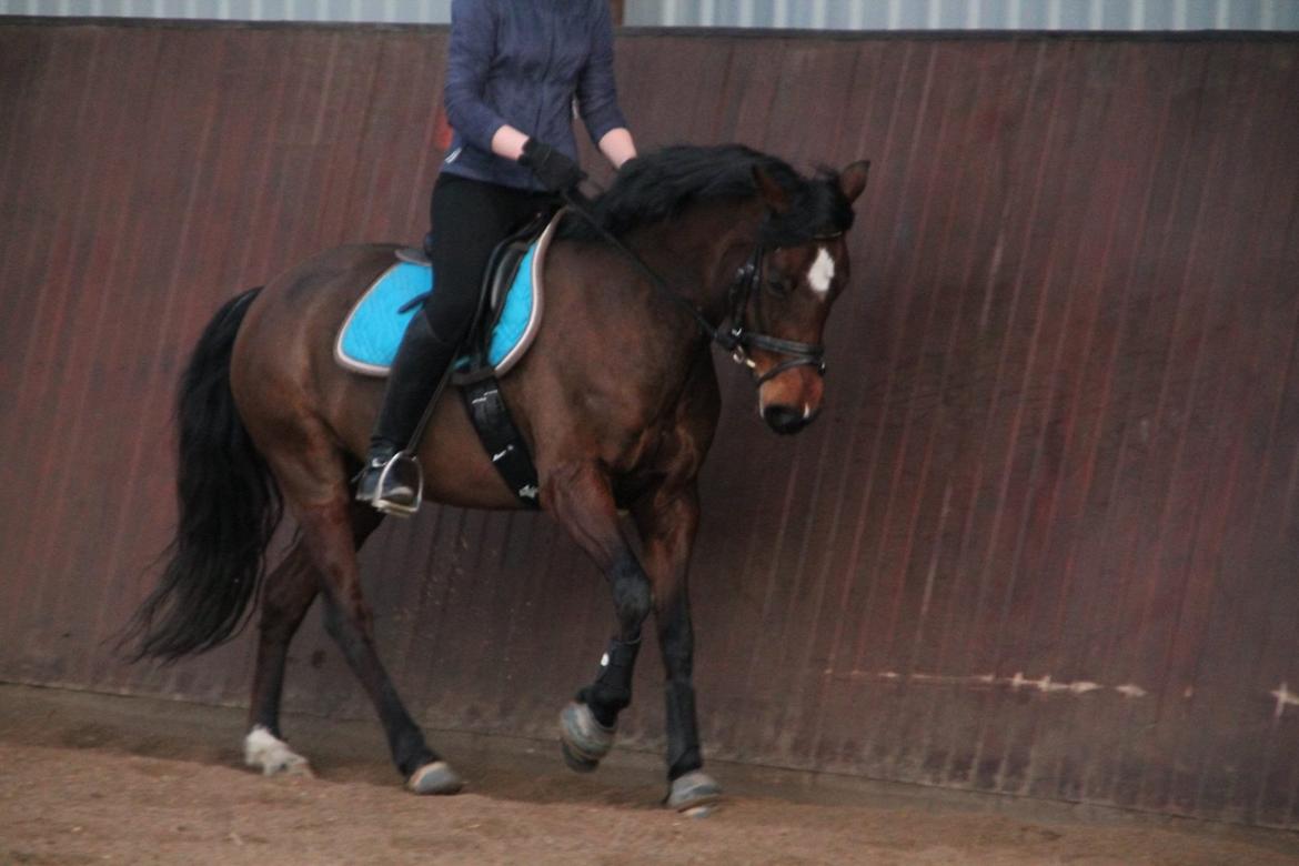 DSP Bæklunds Camikka billede 12