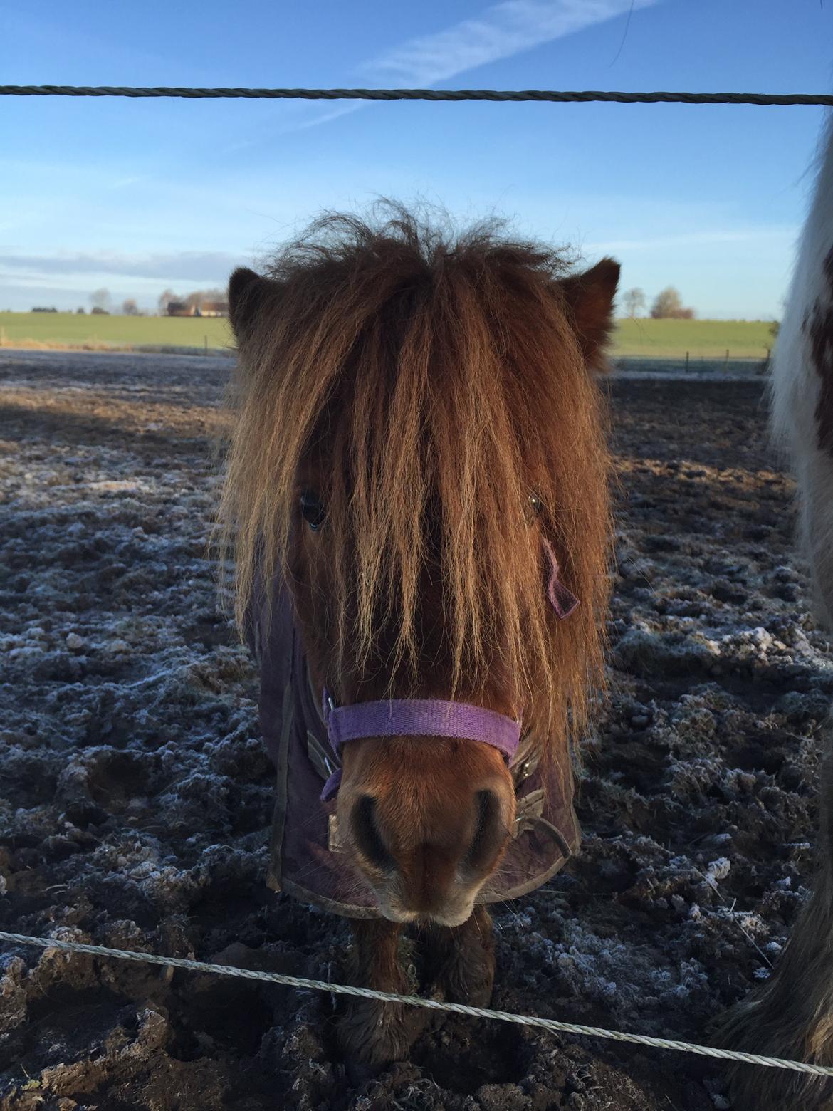 Shetlænder Bella billede 13