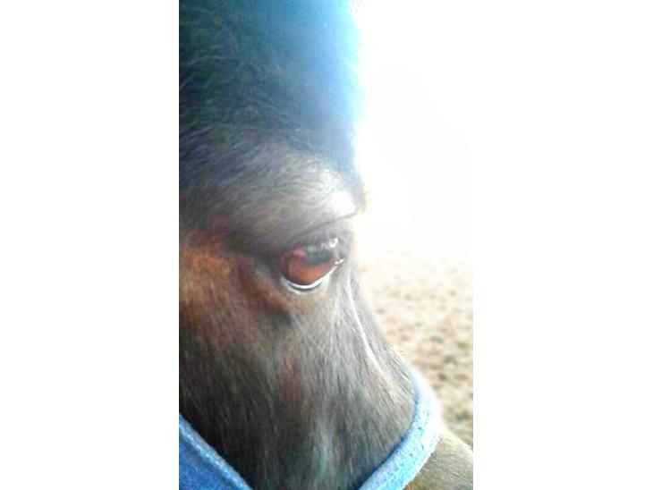 {{currentPhoto.altText}} billede {{currentPhoto.number}}