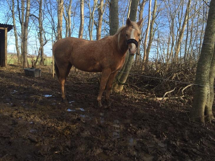 Palomino Ia starlight mist solgt billede 0