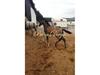 Welsh Partbred (Sec F) Prins diego