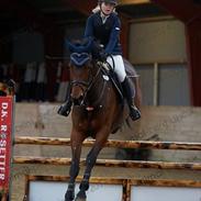 Dansk Varmblod Arrietta