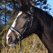 Dansk Varmblod Storåens Chevaldo