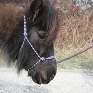 Shetlænder Team Dream Horse's Black Pearl [Part]