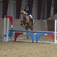 Welsh Cob (sec D) White Feet (White socks)(Sokke)