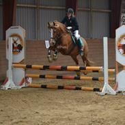 Welsh Cob (sec D) White Feet (White socks)(Sokke)