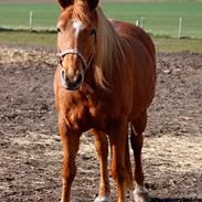 Anden særlig race Fleur Dybdal