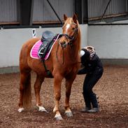 Anden særlig race Fleur Dybdal