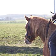 Anden særlig race Fleur Dybdal