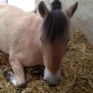 Fjordhest Freja ( solgt )