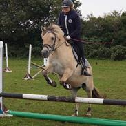 Fjordhest Freja ( solgt )