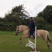 Fjordhest Freja ( solgt )