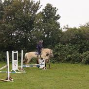 Fjordhest Freja ( solgt )