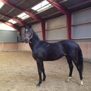 Dansk Varmblod Romario