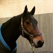 Dansk Varmblod Danheat's Golden Mind