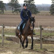 New Forest Sjølunds Sirocco