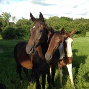 Dansk Varmblod Romario