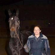 Dansk Varmblod Romario