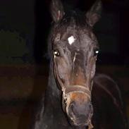 Dansk Varmblod Romario