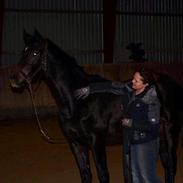 Dansk Varmblod Romario