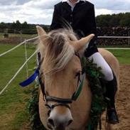 Fjordhest Globus/Mulle