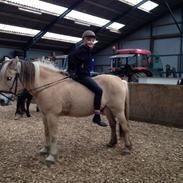 Fjordhest Globus/Mulle