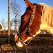 Pinto Love Never Dies