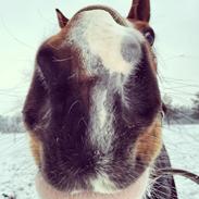 Pinto Love Never Dies