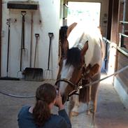 Pinto Love Never Dies