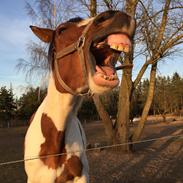 Pinto Love Never Dies